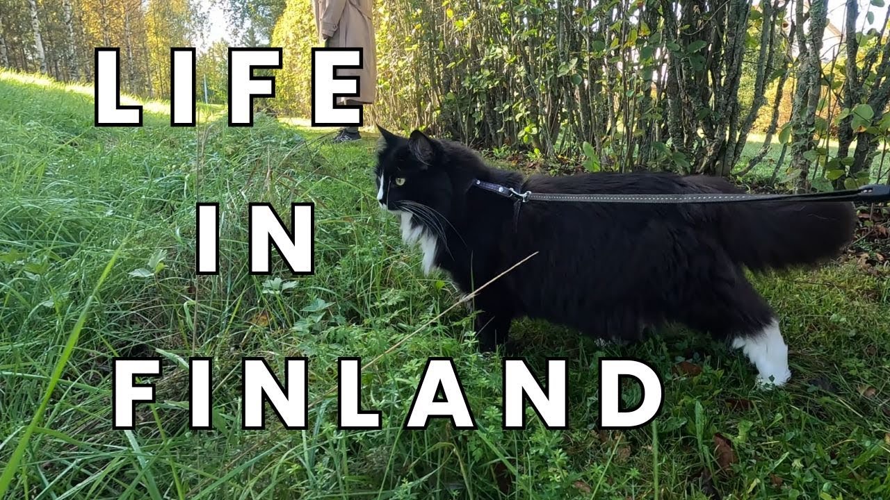 Life in Finland | kitty walks | nature | autumn