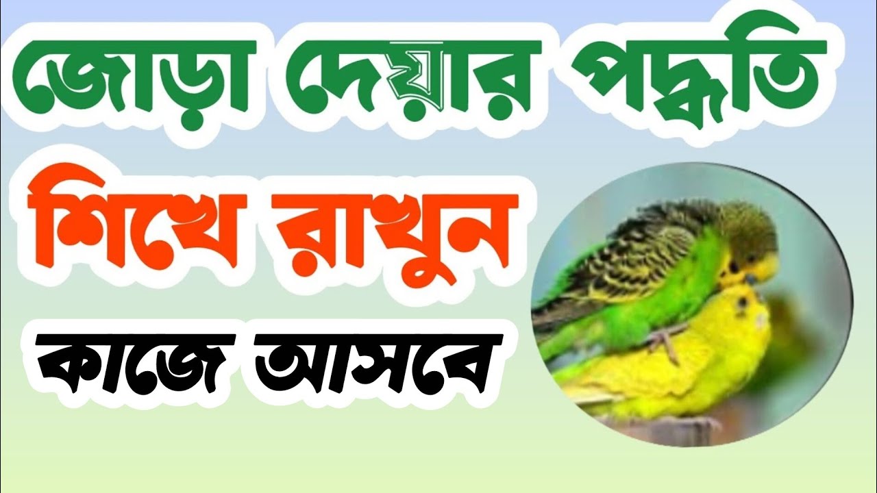 পাখিদের জোড়া দেয়ার সহজ উপায় || New video 2025 @মনুরপাখি 