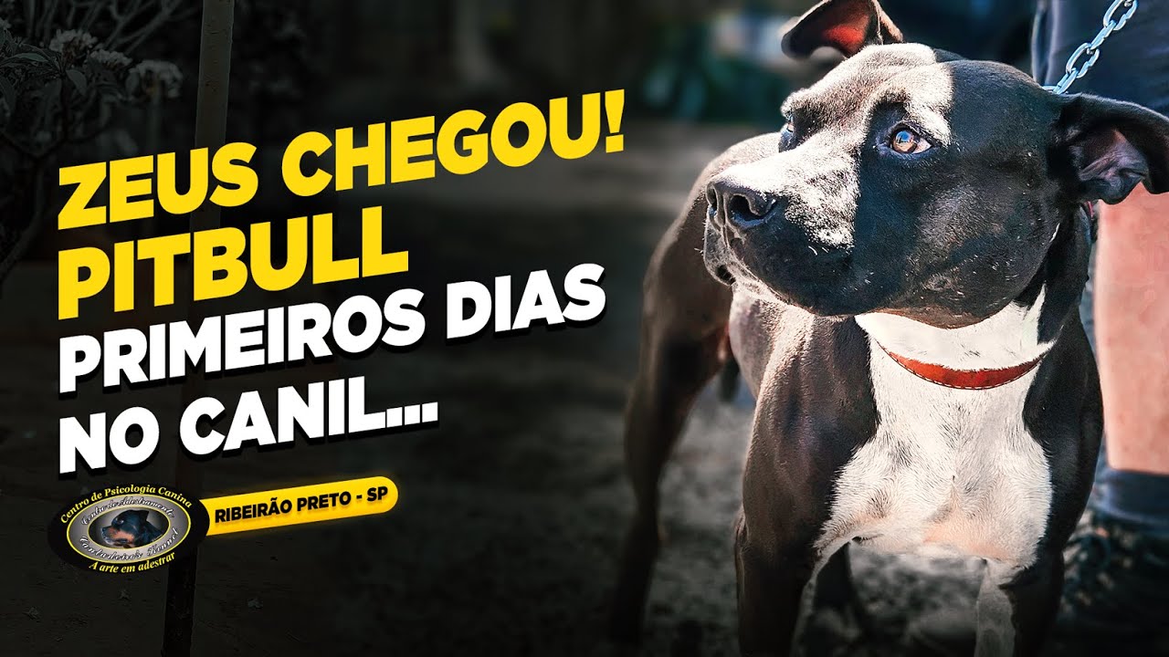PITBULL — ZEUS — O COMEÇO DE UMA NOVA FASE