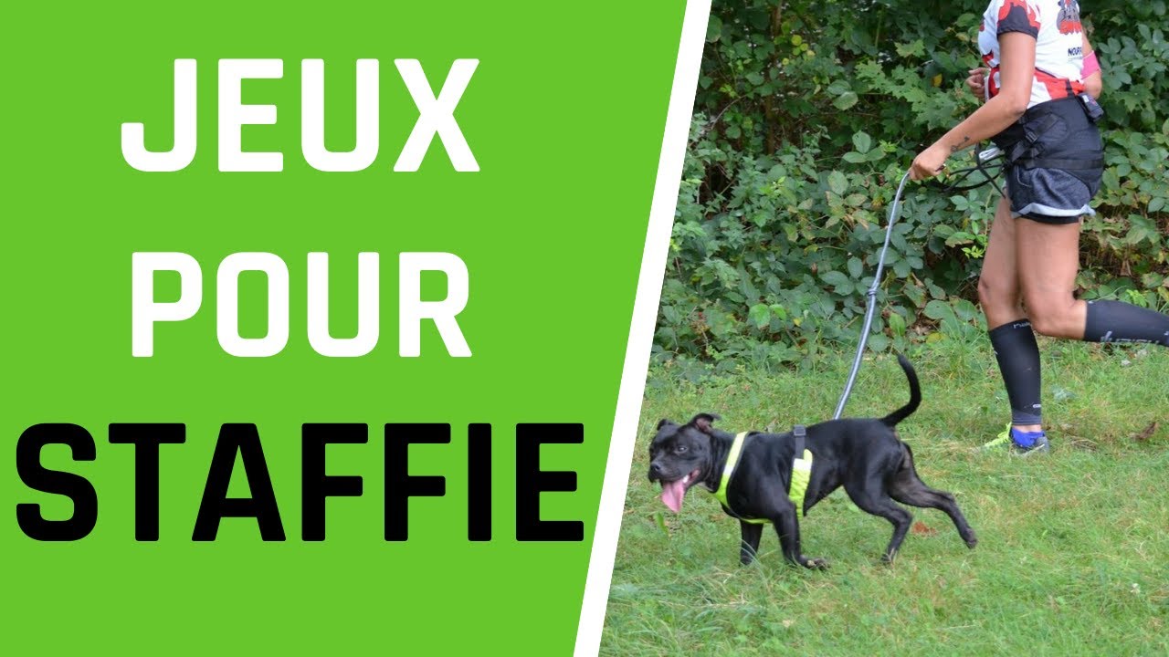 7 Jeux à Faire Avec Son Staffie