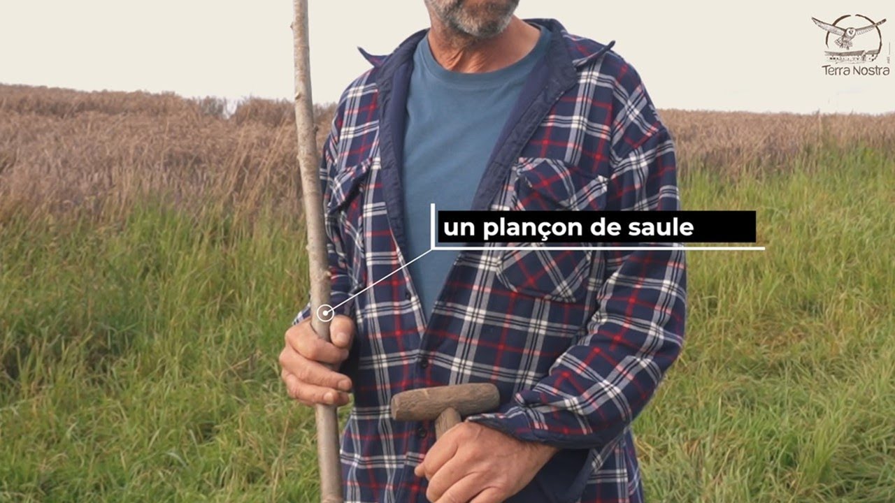 TUTO#2 : planter une future trogne par bouturage