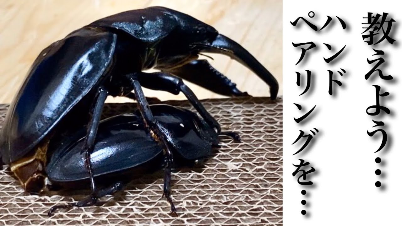 【ファミリアしょう吉】必見‼️ペアリングでお困りのあなた！しょう吉流ハンドペアリング教えます！(最後に告知あり！)