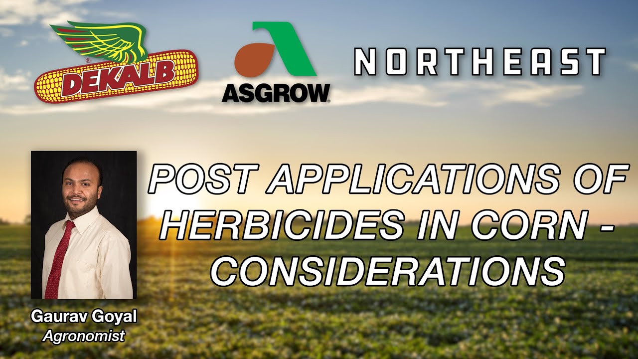 Post Applications of Herbicides in Corn - Considerations