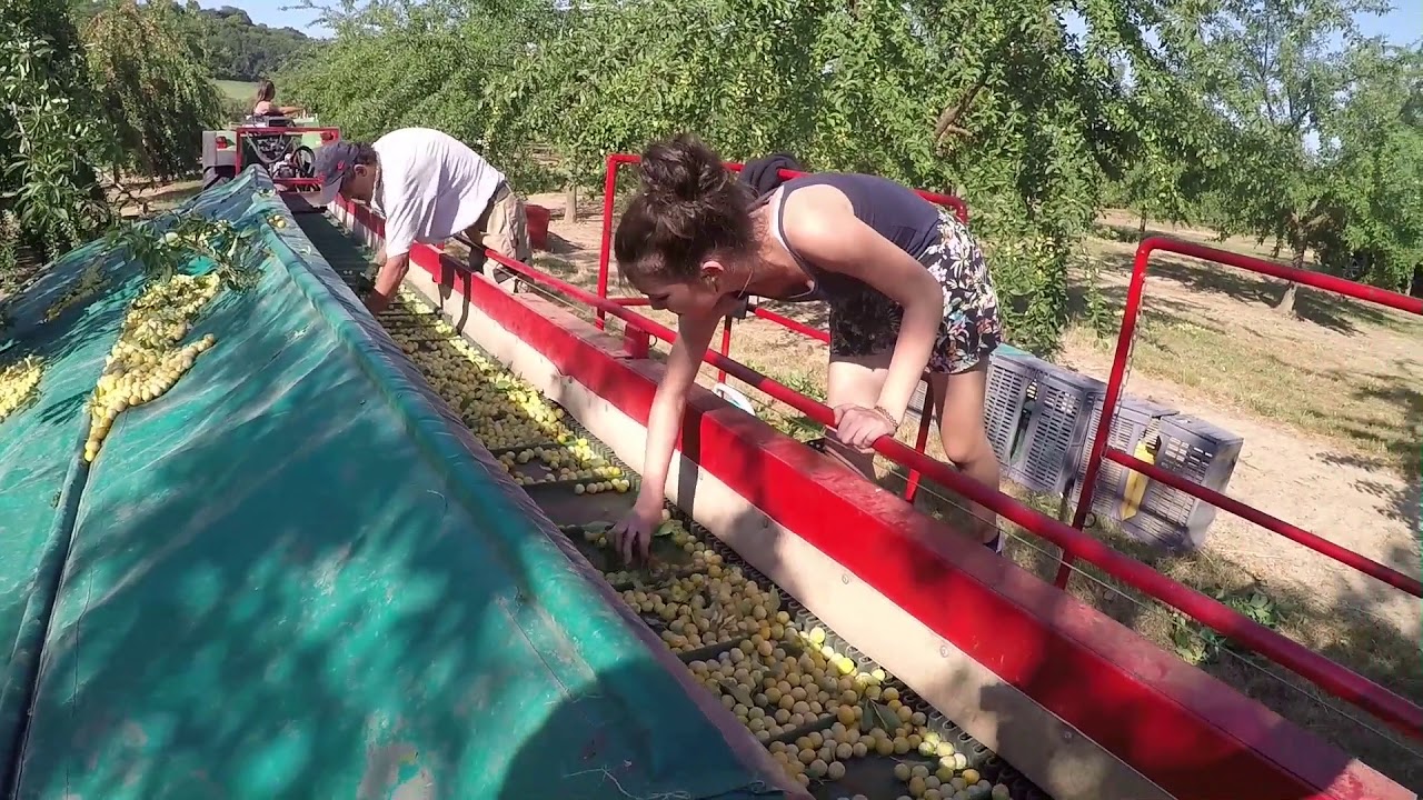 Recolte de Mirabelles en Lorraine
