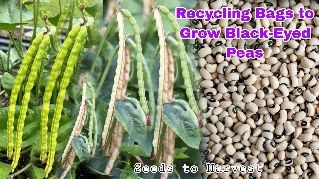 Recycling Bags to Grow Black-Eay from Seeds to Harvest at Home, Easy for Beginners