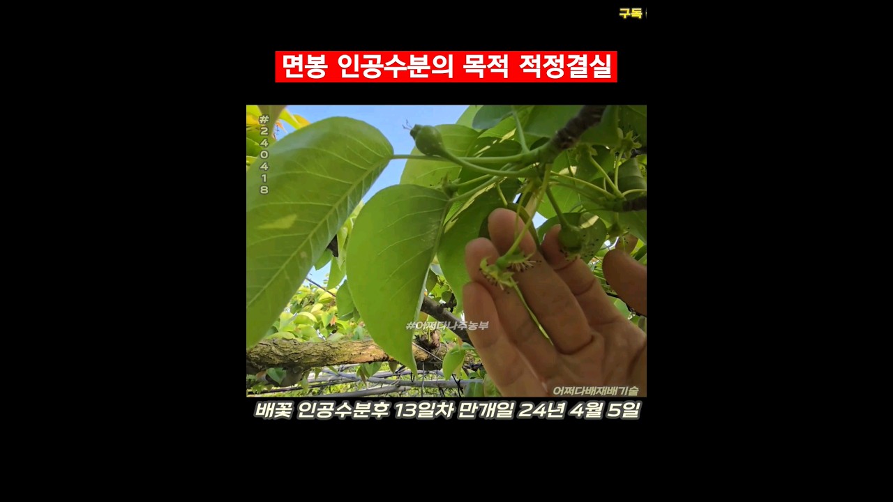 면봉 인공수분의 목적 적정결실