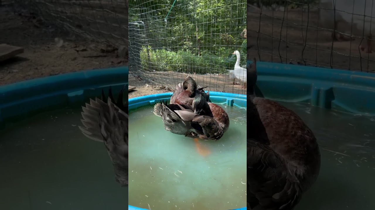 Bert & Ernie The Rouen Ducks
