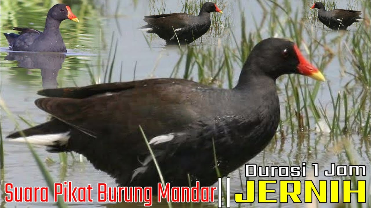 SUARA PIKAT BURUNG MANDAR || 1 JAM
