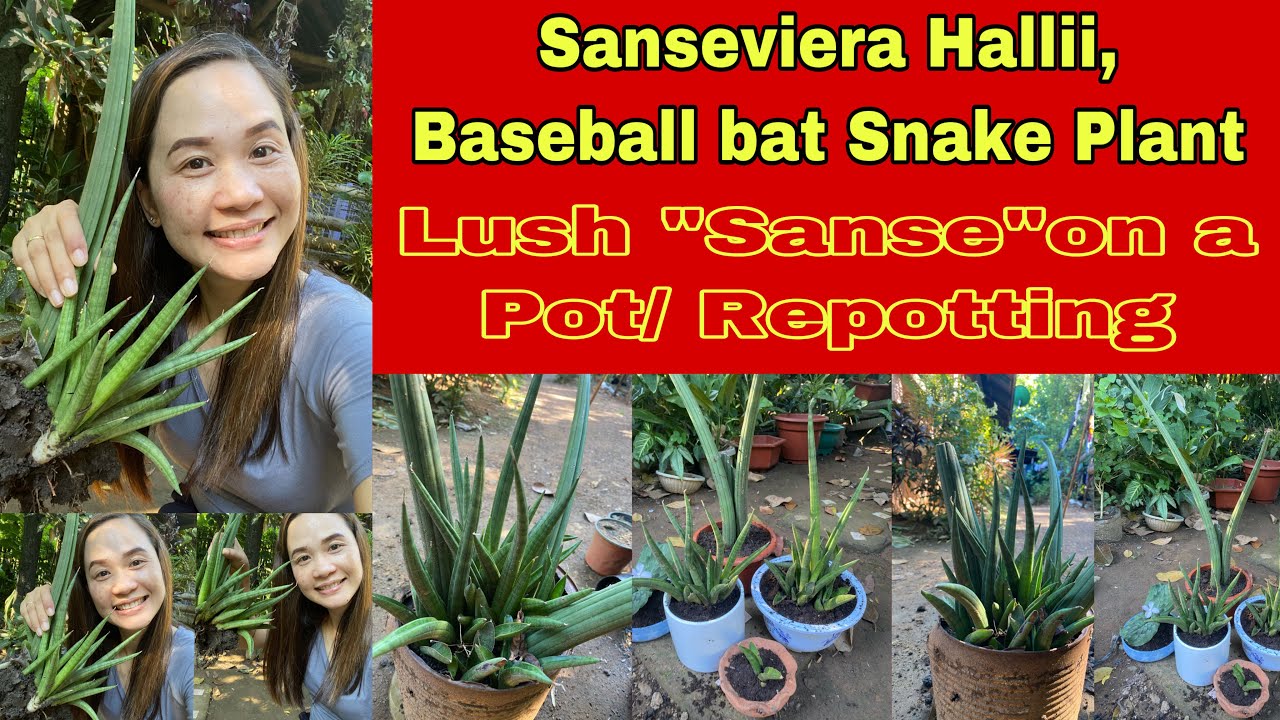 Sansevieria Hallii + Baseball bat Snake Plant + lushness in a Pot + Repotting 