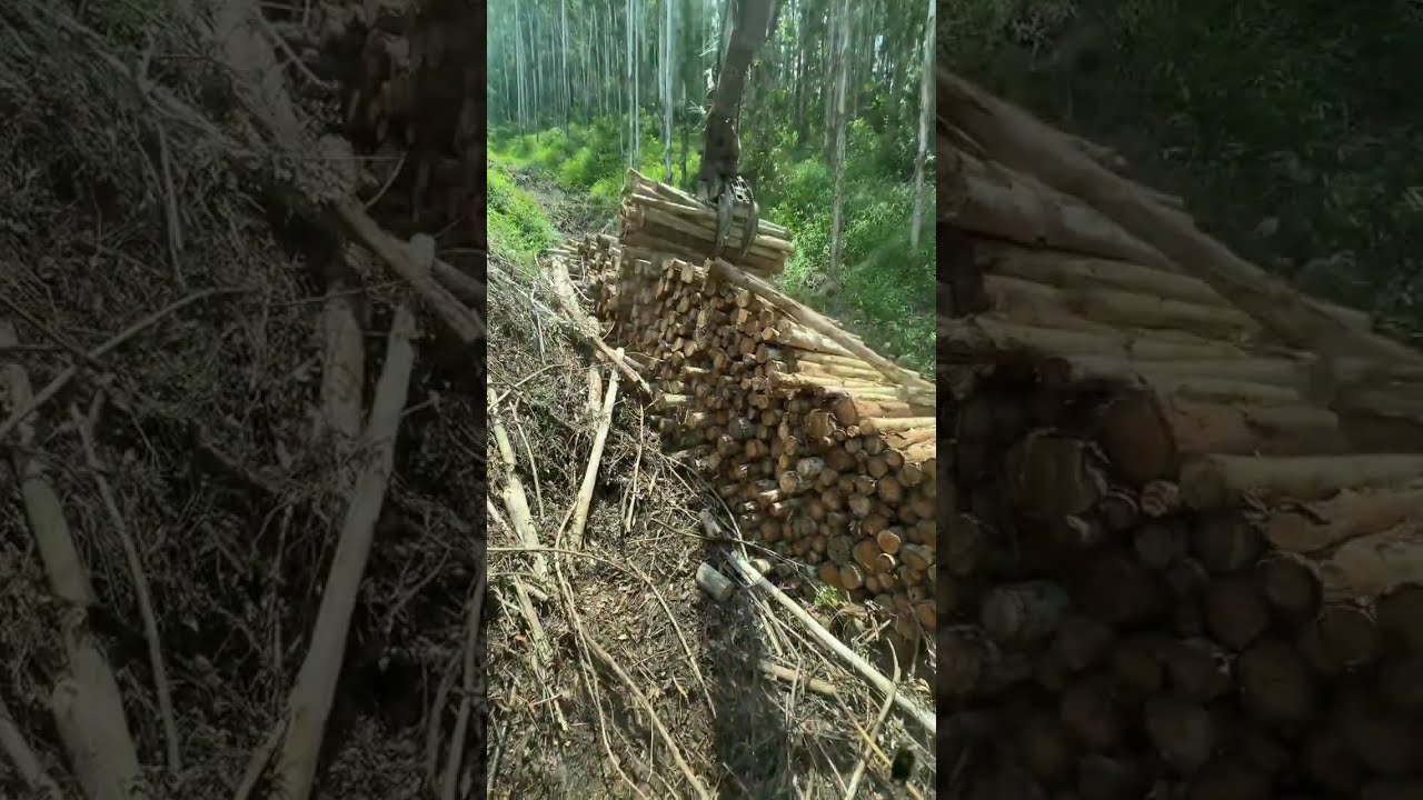 Укладка дерева &mdash; это тоже технически сложная работа