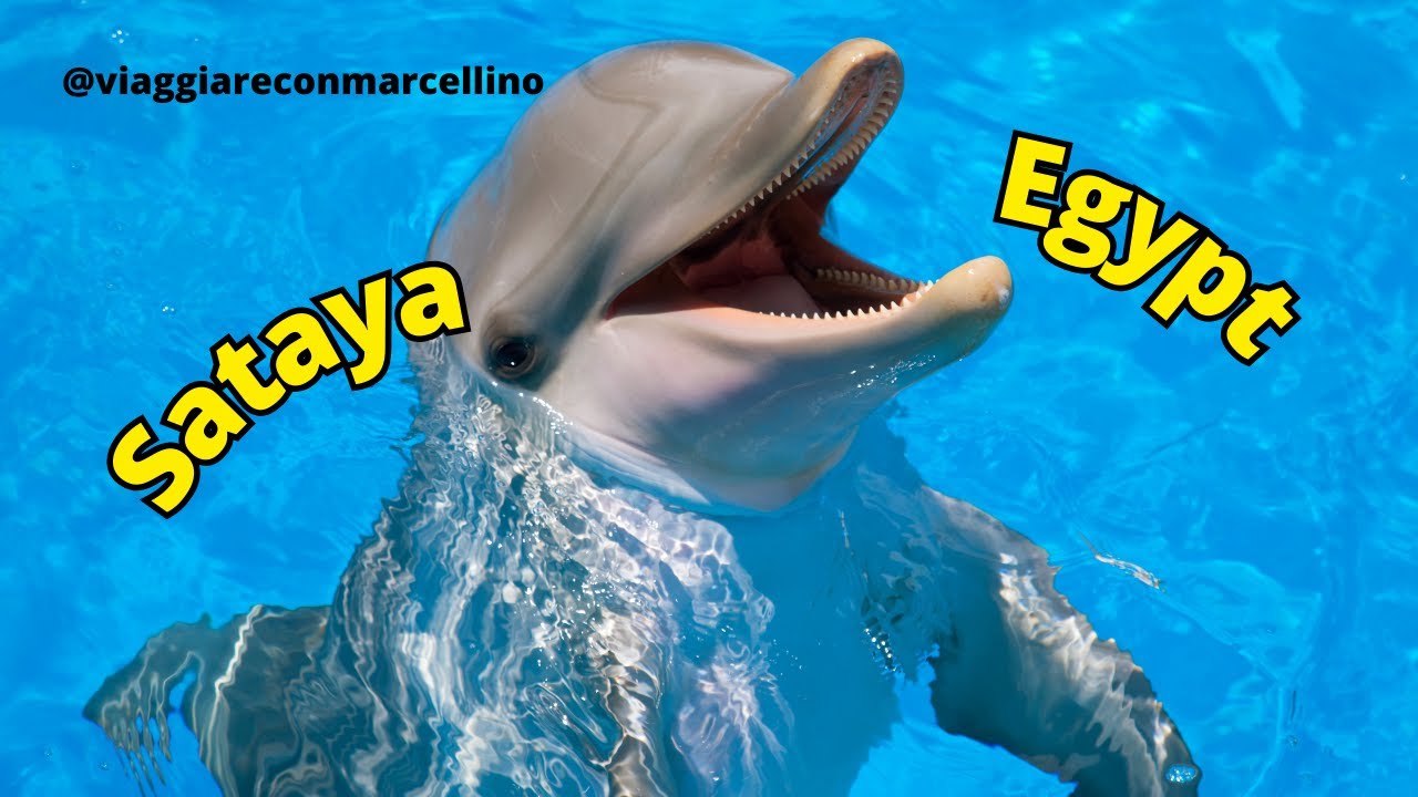 Sataya-v&yacute;let, kter&yacute; si nesm&iacute;te nechat uj&iacute;t #sataya #marsaalam #delfin
