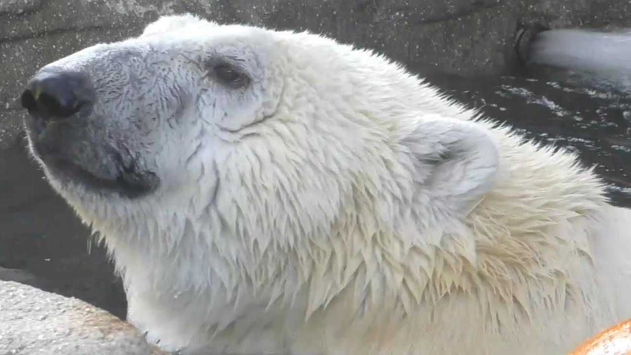 しろくまピースのプール後は・・・とべ動物園にて