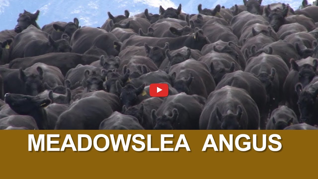 Meadowslea Angus