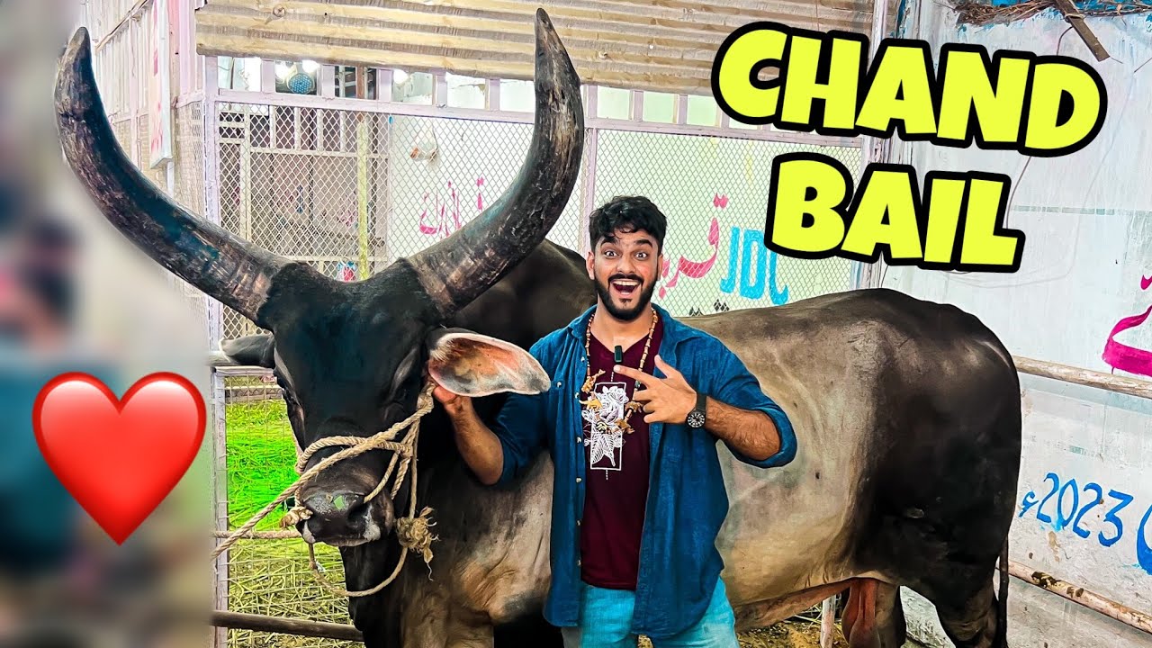 DUNYA KA SAB SE BARA CHAND BAIL 😍| BAKRA EID  | COW VLOG 🥰