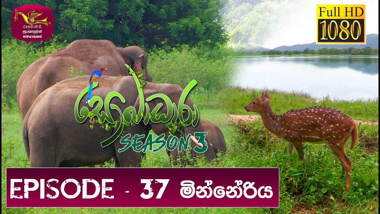 Sobadhara - Sri Lanka Wildlife Documentary | 2019-12-06 | Minneriya  (මින්නේරිය)