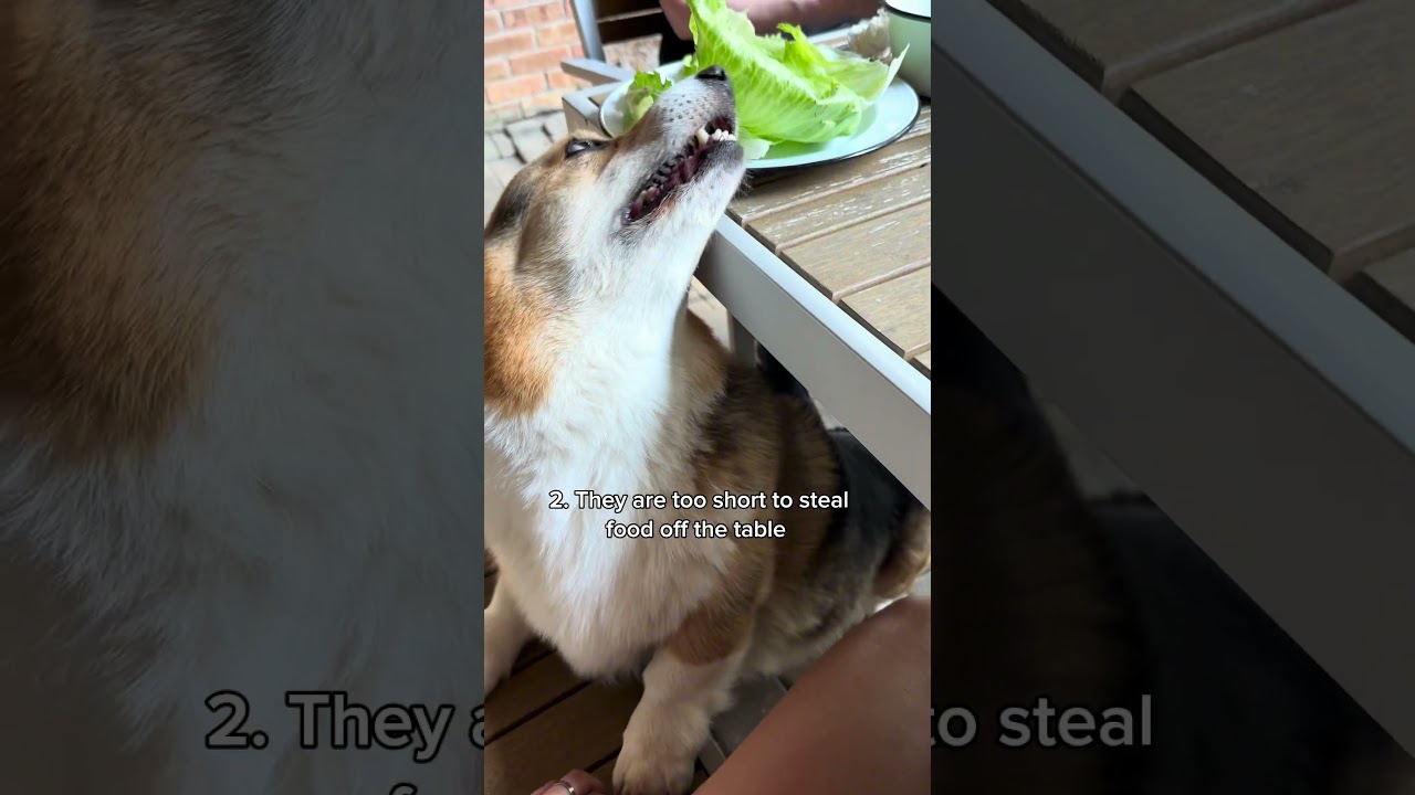 3 things I love about the corgi breed