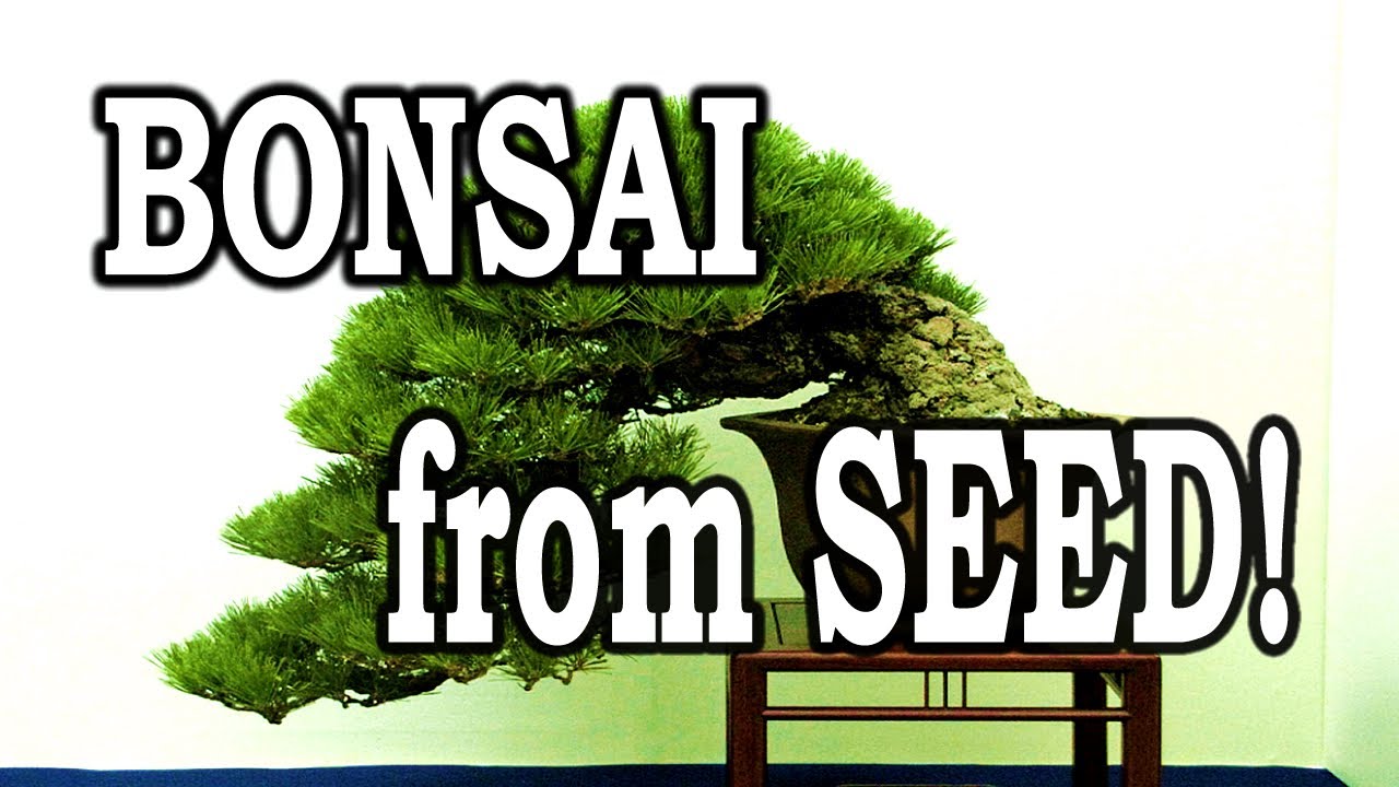 Grow Bonsai From Seed: Black Pine Bonsai