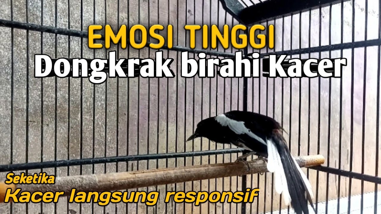🛑Pancingan suara burung kacer agar Kacer cepat gacor dan menaikan birahi kacer