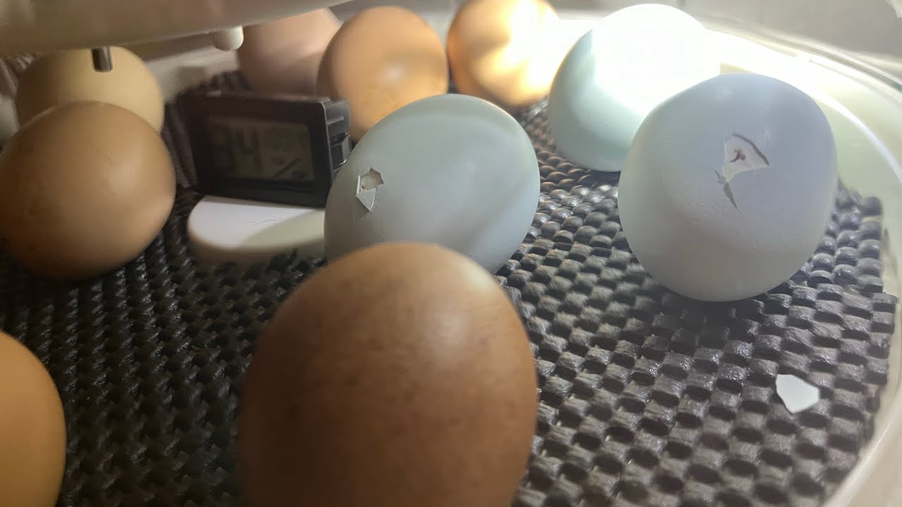 Hoop coop build for our new flock of chicks