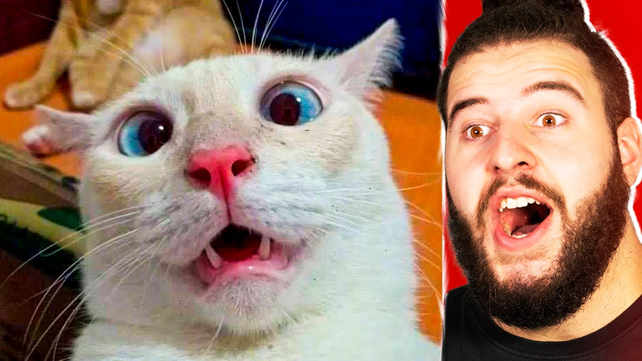 Lo Mejor De Internet | Videos Que Encontré En Reddit #3