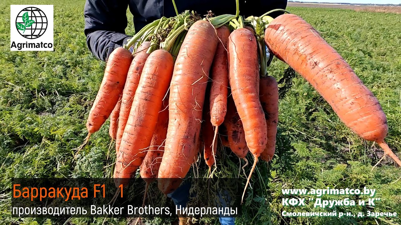 КУПИТЬ СЕМЕНА МОРКОВИ СТОЛОВОЙ | АГРИМАТКО | КФХ «ДРУЖБА И К» | Bakker Brothers, Нидерланды