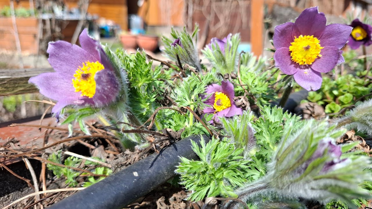 Első tavaszi virágok 