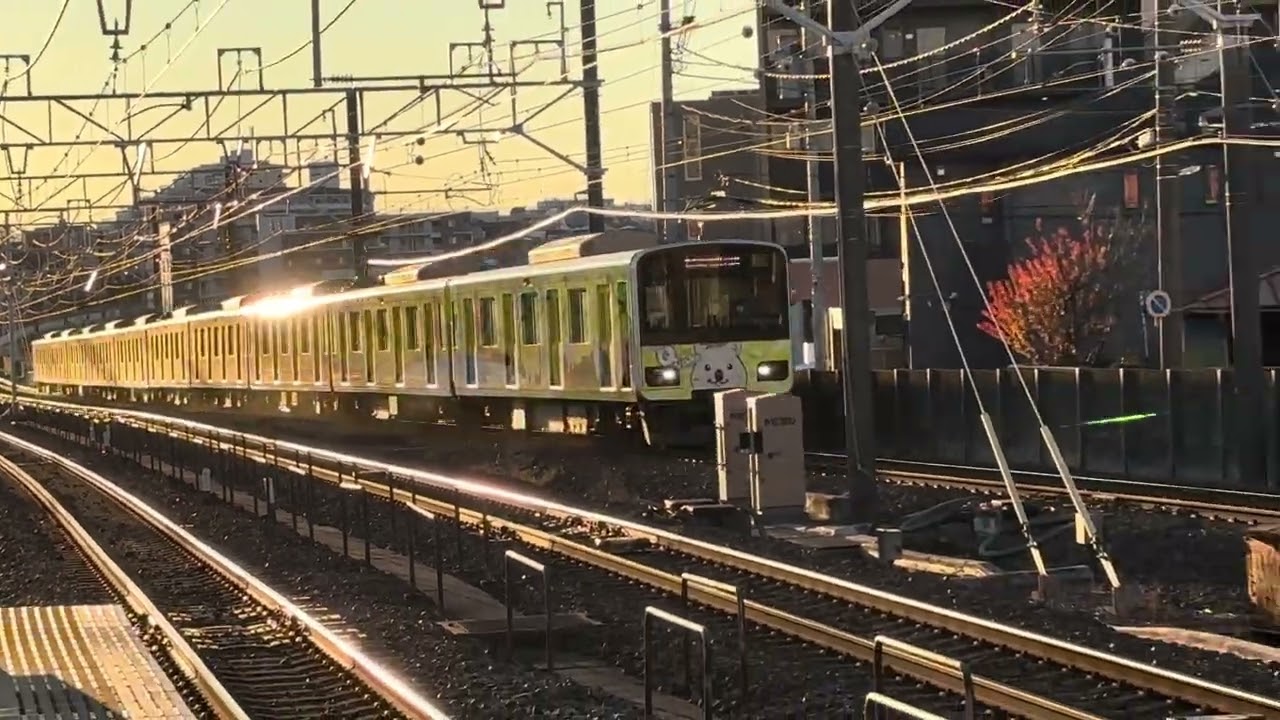 朝日を浴びて黄色い50090型51092f