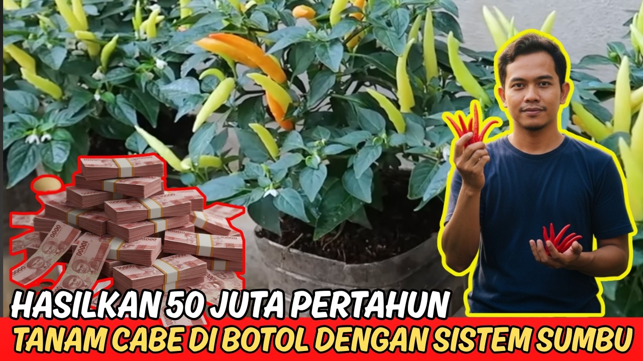 Cara Menanam Cabai Hidroponik 500 Tanaman | Modal Kecil Untung Belasan Juta dari Botol Bekas!