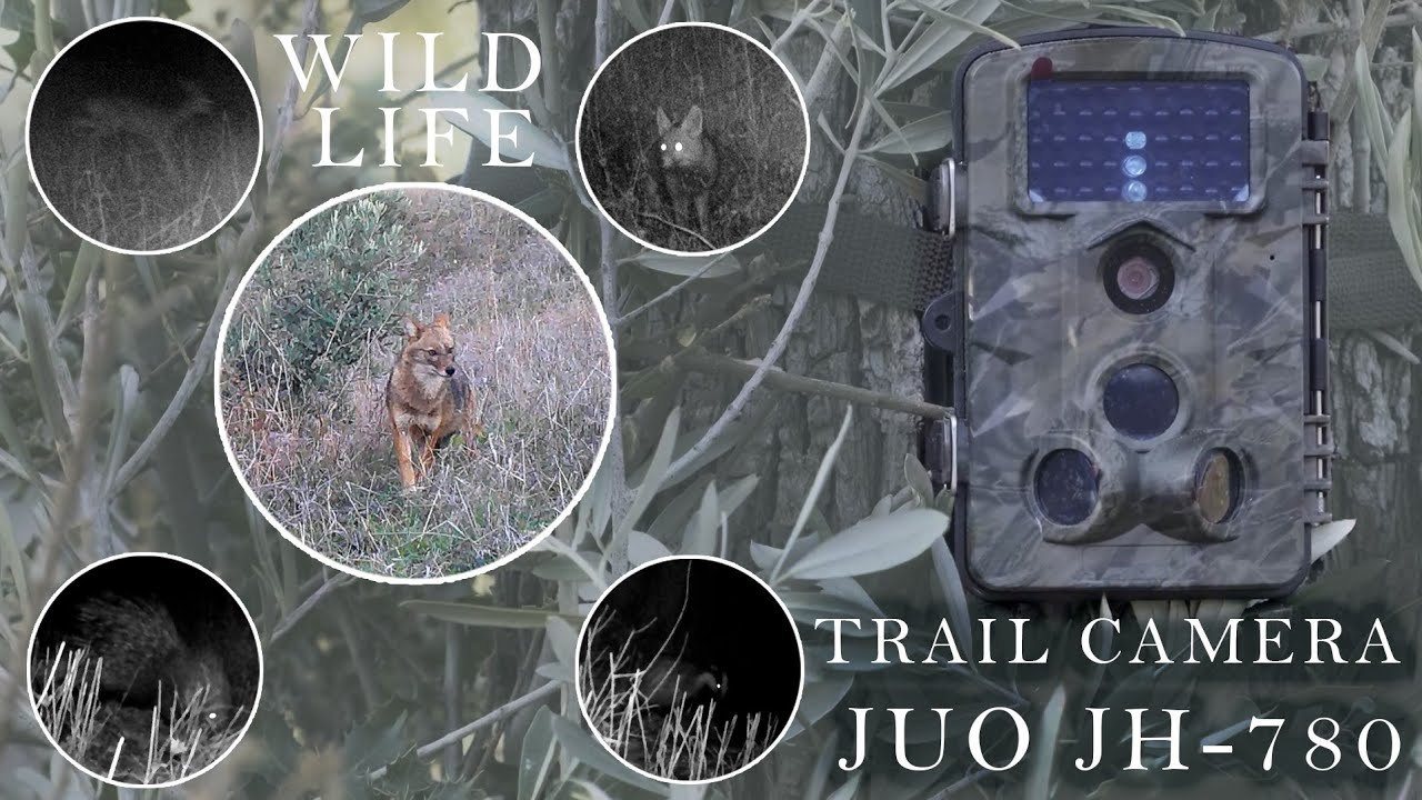 JUO JH-780 | TRAIL CAMERA | Wildlife footage and camera setup | Vahşi yaşam görüntüleri