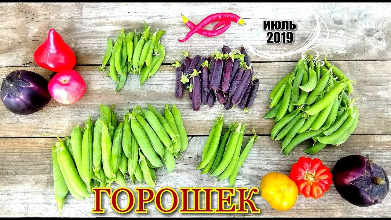 Обзор сортов зелёного горошка/ Вкусные сорта/ 5 сортов для Московской области/