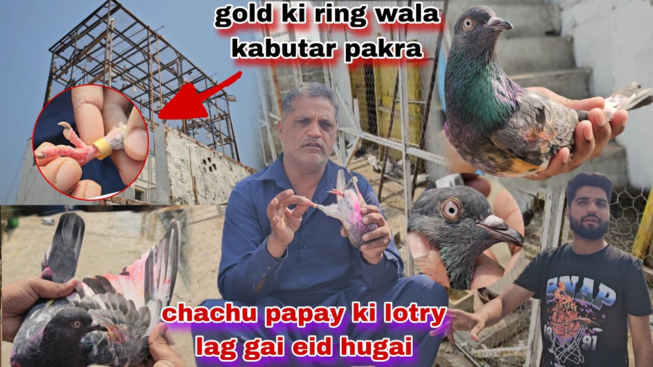 Chachu papa ki lotry lag gai gold ki ring wala kabutar pakra raat rha😯chama ny enam rakh deya