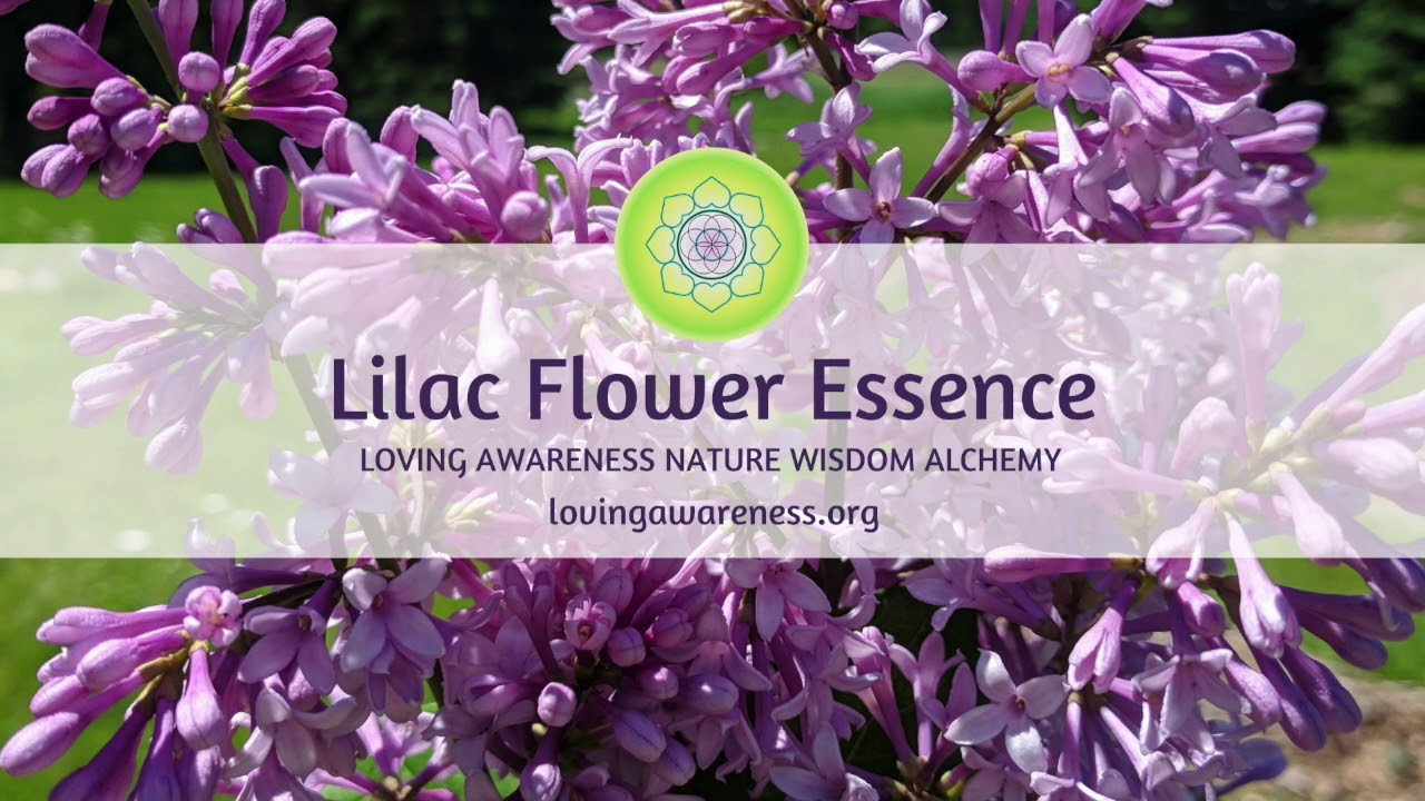 Lilac Flower Essence Message