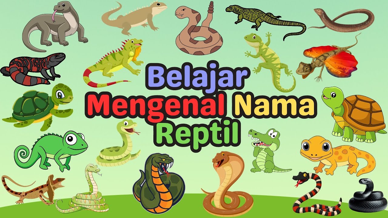Belajar Mengenal Nama Hewan Reptil | Learn the names of reptiles | 40 Nama Reptil | For Kids