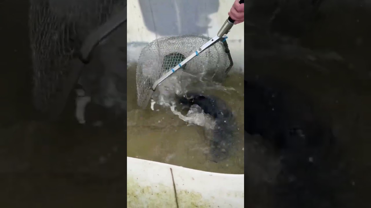 3kg Lachsforelle 🎏🔥 #angel #fishing #fishingvideos #fish #lachsforelle