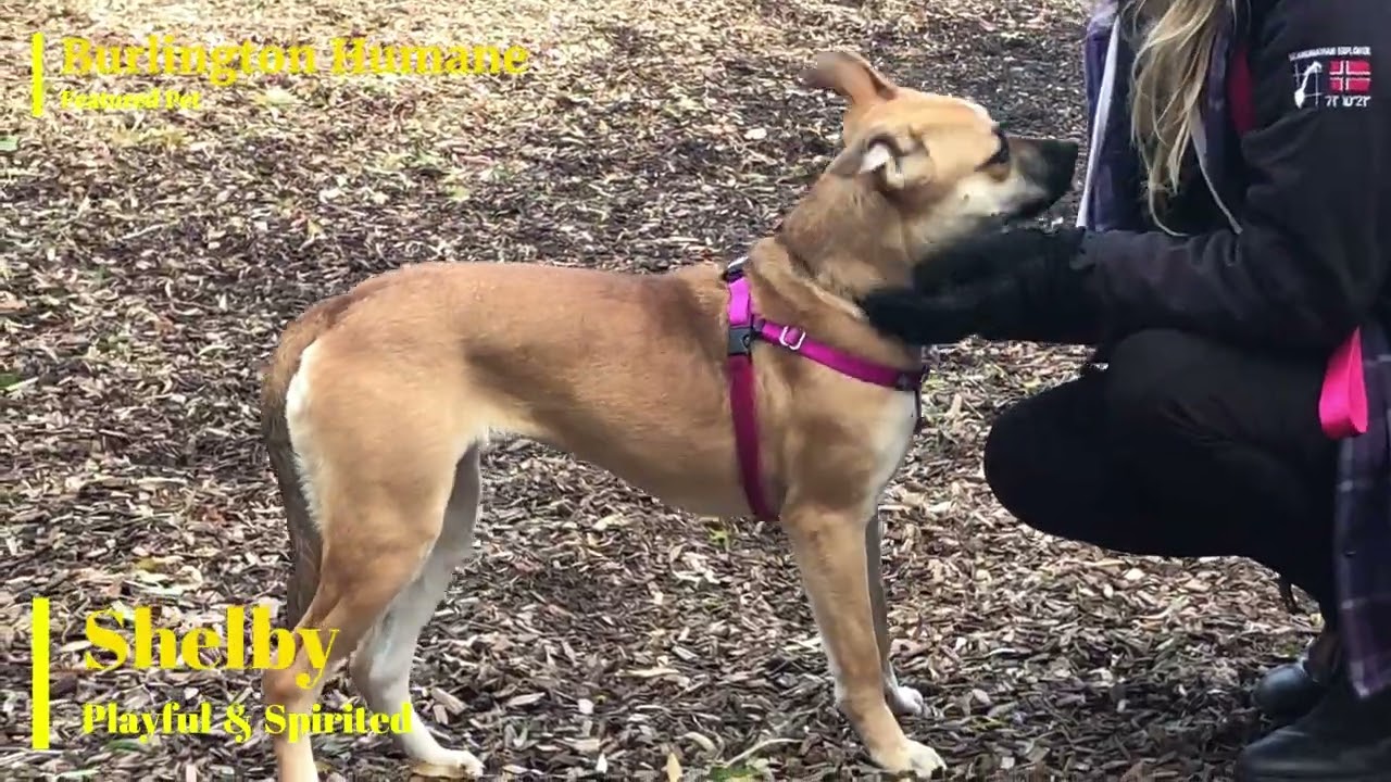Burlington Humane's Featured Pet:  Shelby (Playful & Spirited)