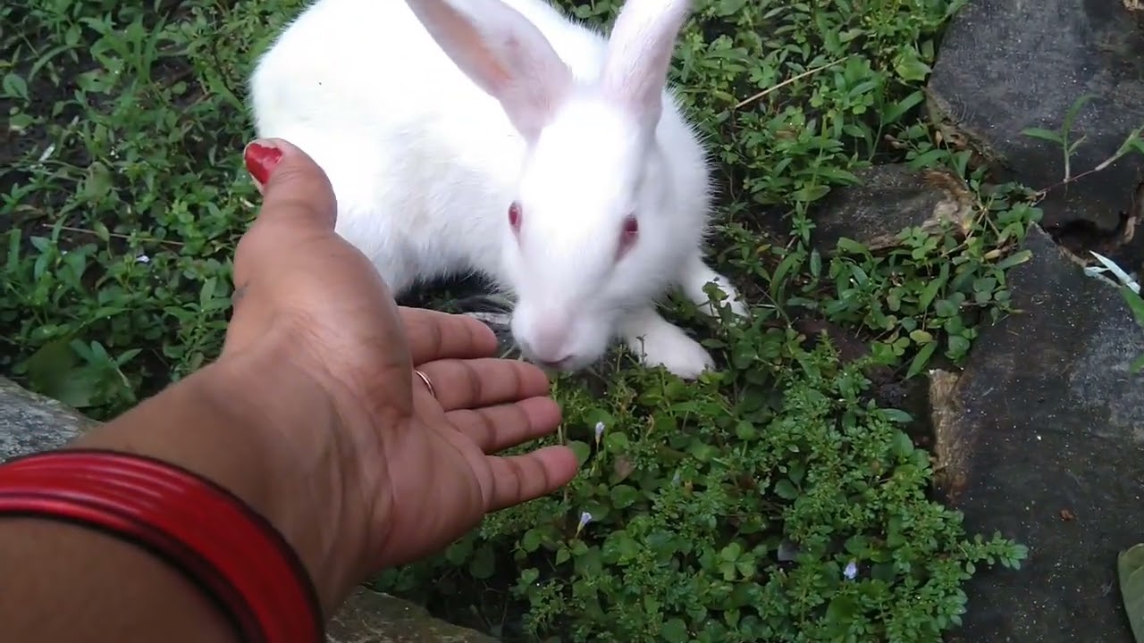bunny🥰🥰 #myrabbit #cuteanimal #funny #cuterabbit #khargosh #comedy