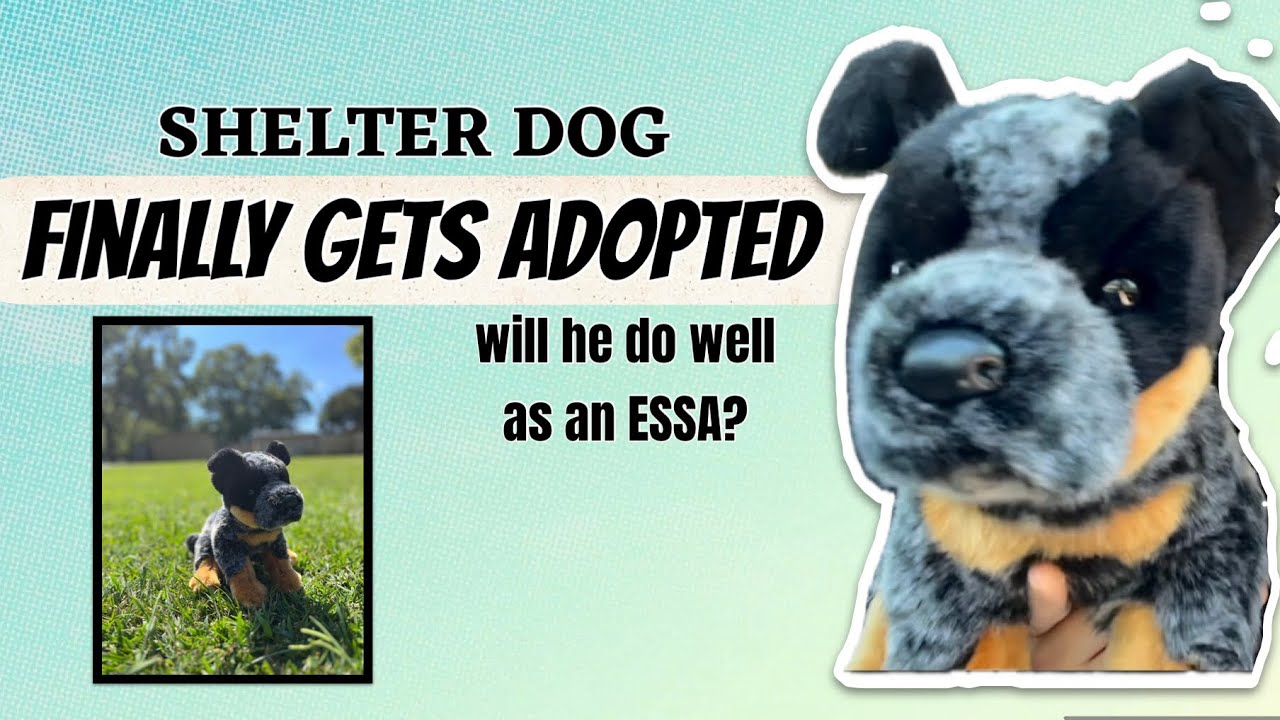 I adopted this dog from a CLOSING SHELTER 💗 #essa #rp #dogrescue 