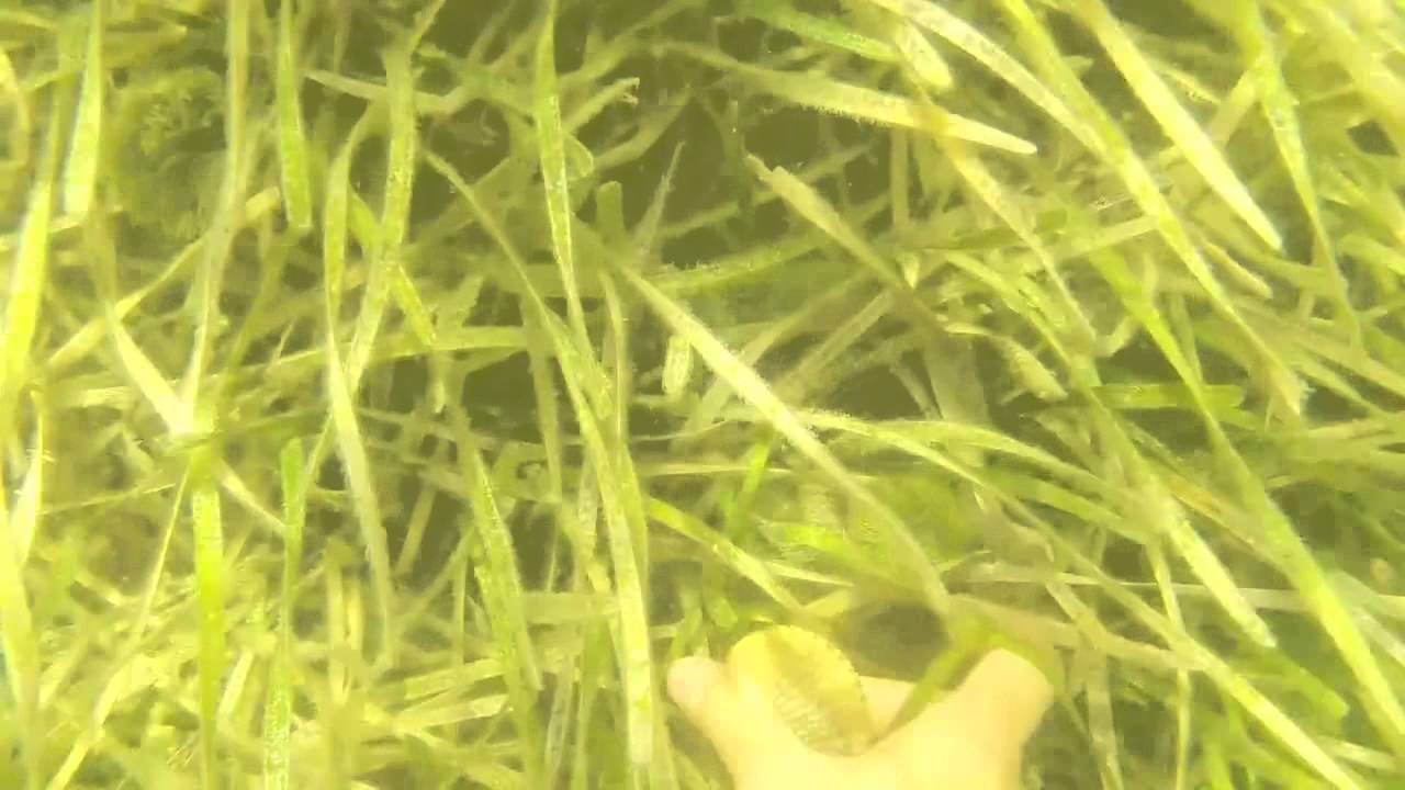 CFLSPS Crystal River Scalloping