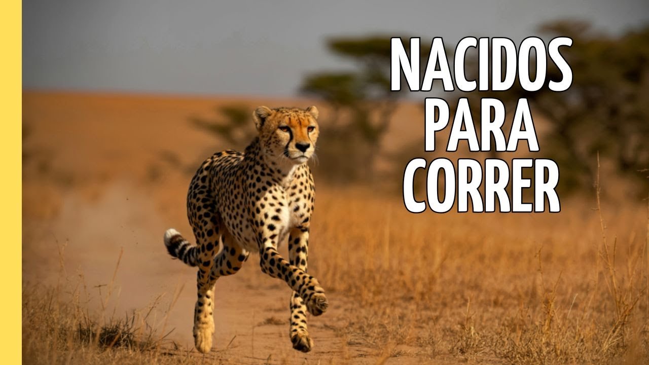 Nacidos para correr | Episodio Completo