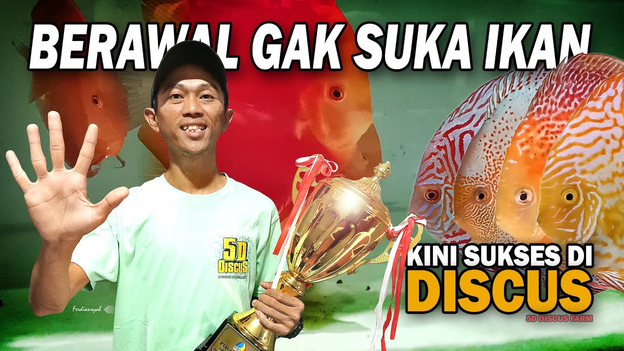 KOK BISA??? NGGAK SUKA IKAN TAPI BISA EKSPOR DISCUS KE PENJURU DUNIA | 5D DISCUS FARM