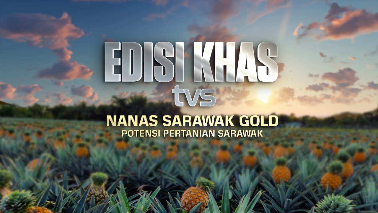Nanas Sarawak Gold, Potensi Pertanian Sarawak | Edisi Khas TVS, 13 Nov 2024