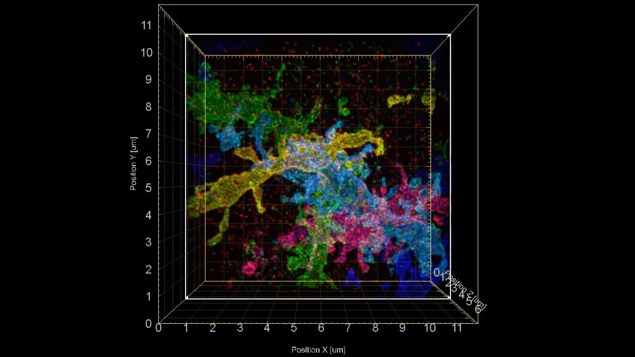 3-D visualization of Brainbow mouse hippocampus