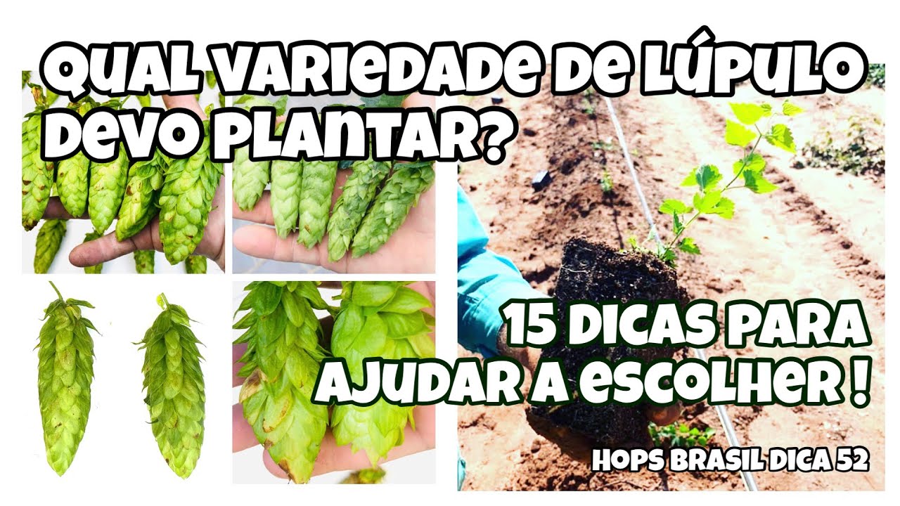 QUAL VARIEDADE DE L&Uacute;PULO DEVO PLANTAR? 15 DICAS PARA AJUDAR VOC&Ecirc; ESCOLHER !  HOPS BRASIL DICA 52