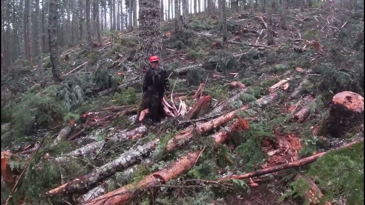 Choker setting & Pulling Rigging in a thinning unit. GoPro View!