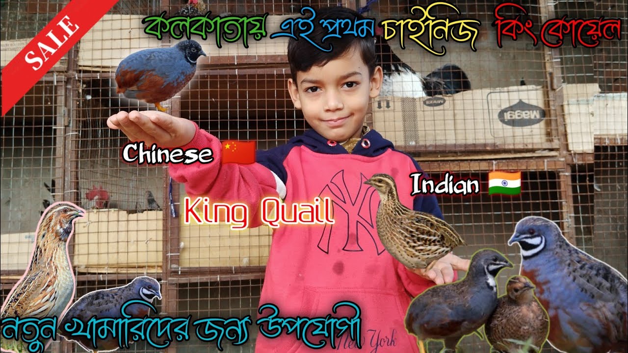King Quail First time in kolkata ll sale for available ll delivery available