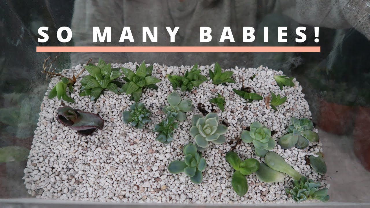 Only 2 Months Later! Harvesting Succulent Propagation Babies! // Angels Grove Gardening