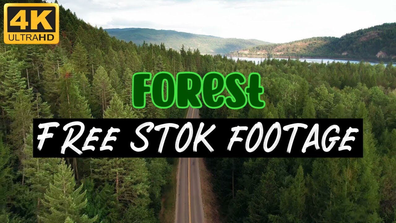 Free Stock Footage | A Road In The Middle Of A Forest