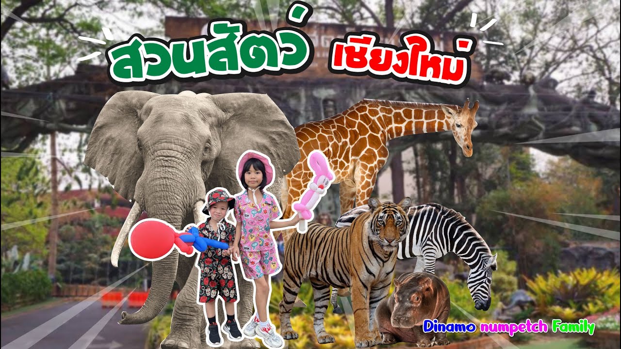 ไดนาโม น้ำเพชร Family :  พี่เพชรน้องไดนาโมพามาทัวร์ สวนสัตว์เชียงใหม่ (Zoo)