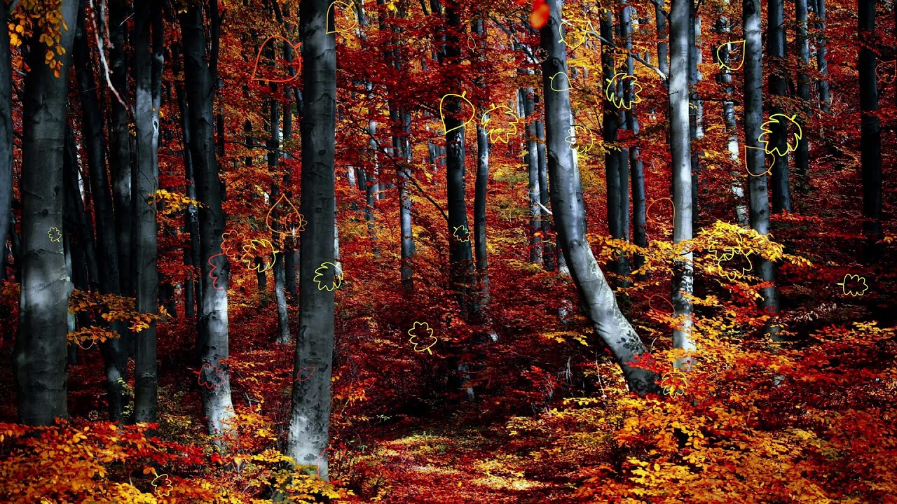 🍂 Whispering Maples 🎹 Melodic Autumn Piano 🕯️ Study & Relaxation Background