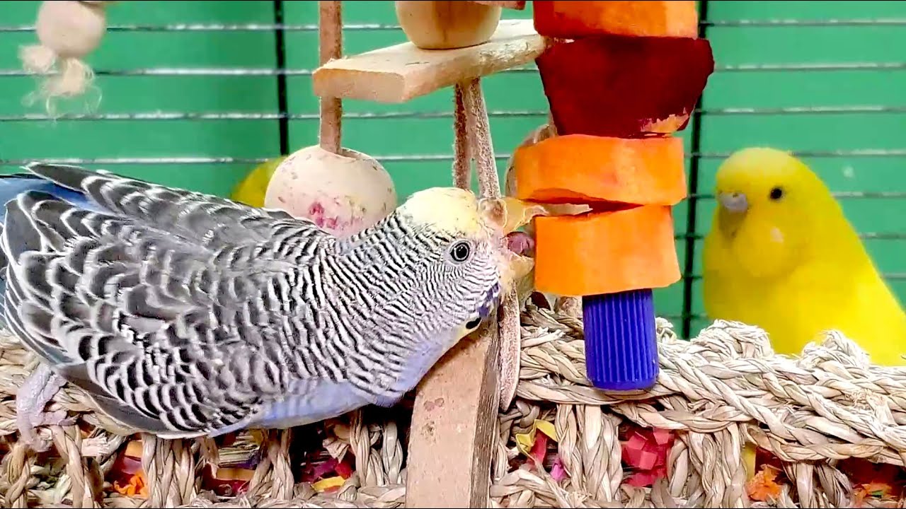 happy budgie sounds